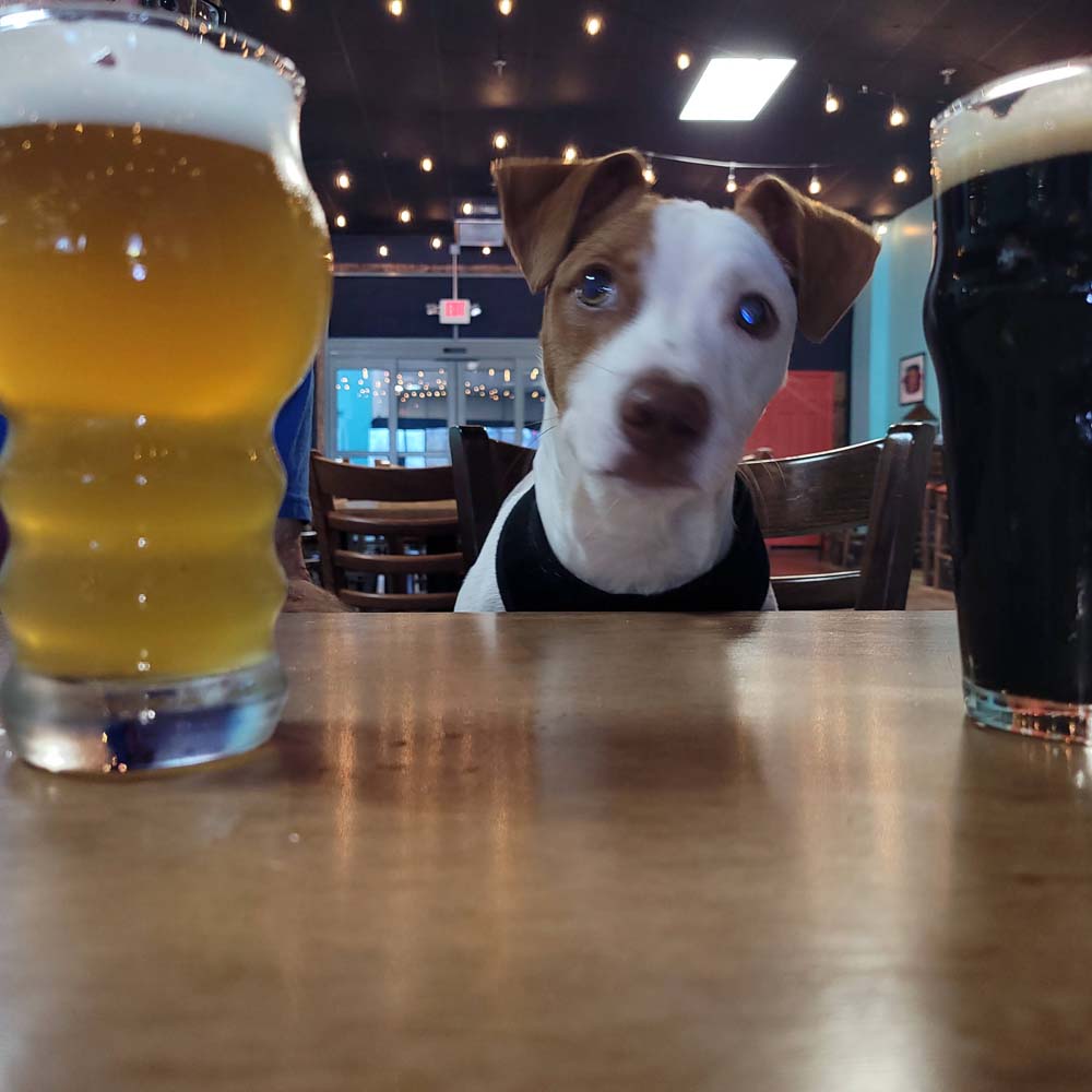 A Dog between 2 beers