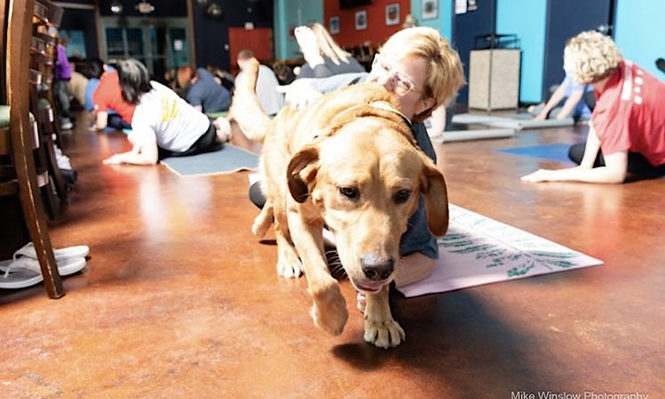 Puppy Yoga