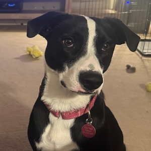 black and white dog with red collar